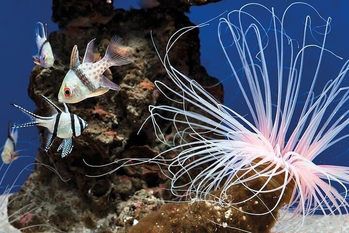 Palma Aquarium with Transfer: Full-Day Marine Experience in Mallorca photo 3