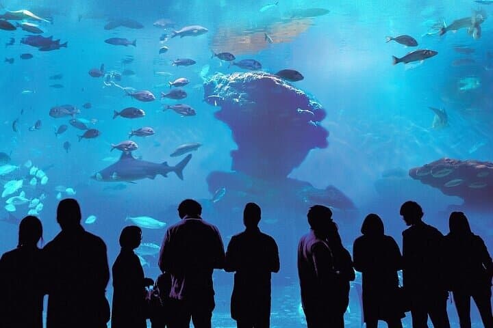 Palma Aquarium with Transfer: Full-Day Marine Experience in Mallorca photo 4