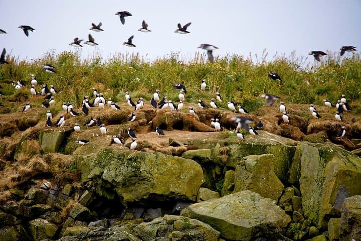 Whale Watching and Puffin Tour in Reykjavik — Faxaflói Wildlife Cruise photo 4