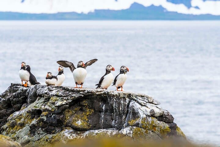 Whale Watching and Puffin Tour in Reykjavik — Faxaflói Wildlife Cruise photo 5