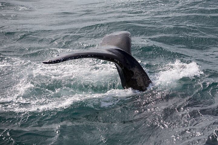 Whale Watching and Puffin Tour in Reykjavik — Faxaflói Wildlife Cruise photo 6