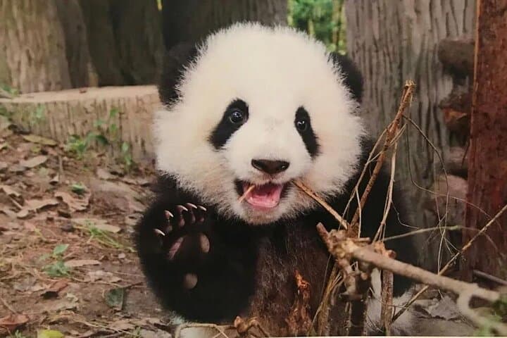 Chengdu to Leshan: Panda Base and Giant Buddha One-Day Private Tour photo 4