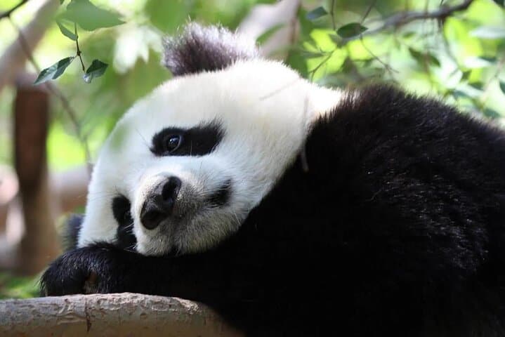 Chengdu to Leshan: Panda Base and Giant Buddha One-Day Private Tour photo 5