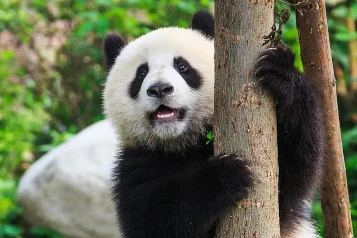 Chengdu to Leshan: Panda Base and Giant Buddha One-Day Private Tour photo 6