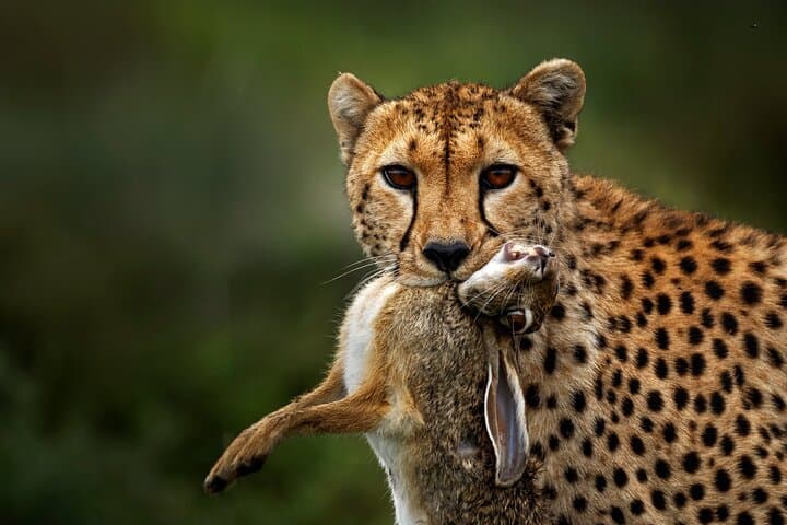 6-Day Serengeti Big Five Safari — Mid-Range Lodges, Ngorongoro & Lake Manyara photo 4
