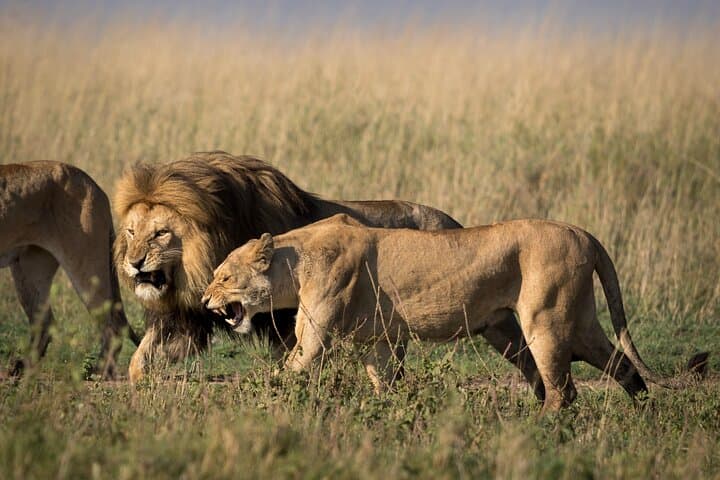 6-Day Serengeti Big Five Safari — Mid-Range Lodges, Ngorongoro & Lake Manyara photo 5