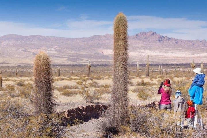 Two-Day Tour to Cachi and Los Cardones National Park from Salta photo 4