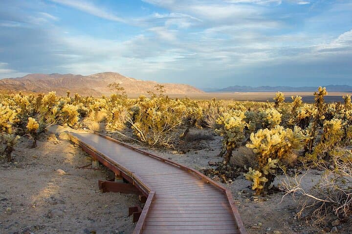 Drive & Discover: Self-Guided Audio Tour Through Joshua Tree National Park photo 5