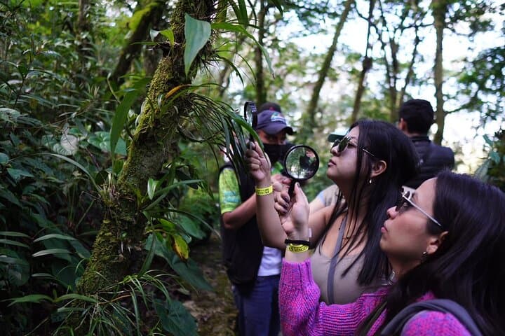 Half-Day Orchid Sanctuary Tour from Cobán — Orquigonia Cloud Forest Experience