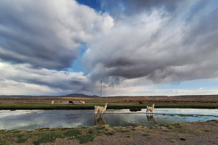 Biking the Salar de Uyuni: Private Day Ride Across the World's Largest Salt Flat photo 4