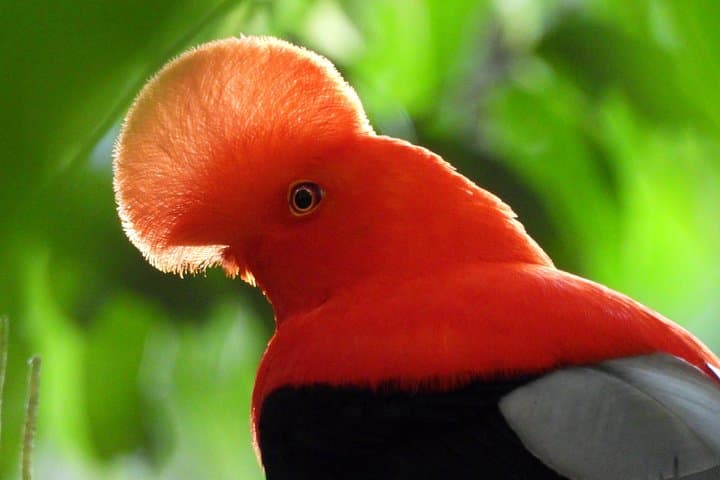 Jardín Cock-of-the-Rock Birdwatching: How to See the Lek with a Local Guide