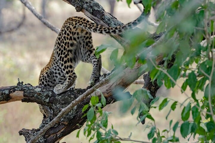 2-Day Night Game Drive Safari in Nyerere (Selous) from Zanzibar photo 2