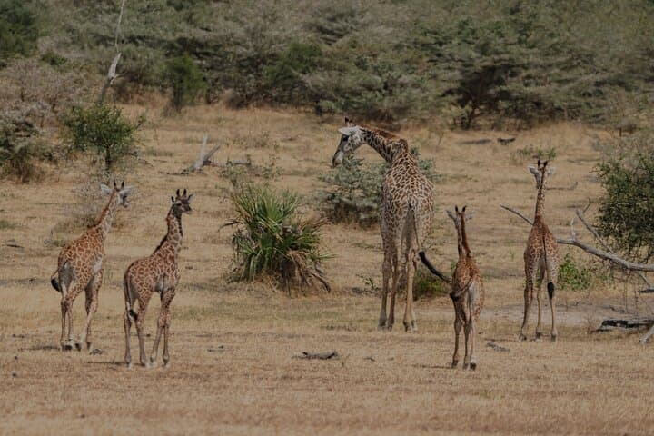 2-Day Night Game Drive Safari in Nyerere (Selous) from Zanzibar photo 4