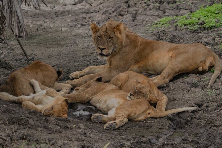 2-Day Night Game Drive Safari in Nyerere (Selous) from Zanzibar photo 5