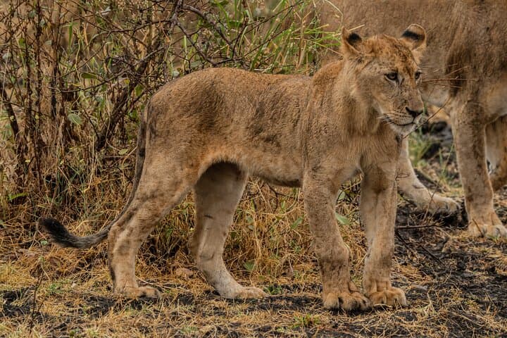 2-Day Night Game Drive Safari in Nyerere (Selous) from Zanzibar photo 6