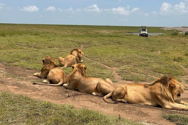 7-Day Private Tanzania Safari: Tarangire, Serengeti & Ngorongoro Wildlife Tour