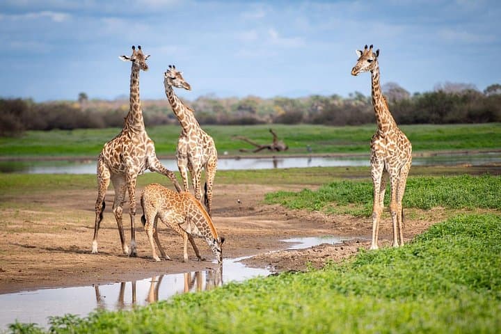 3-Day Safari from Zanzibar to Nyerere National Park (Selous) photo 2