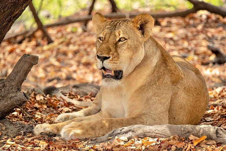 3-Day Safari from Zanzibar to Nyerere National Park (Selous) photo 3