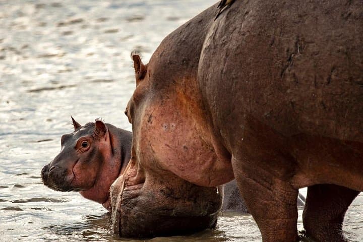 3-Day Safari from Zanzibar to Nyerere National Park (Selous) photo 4