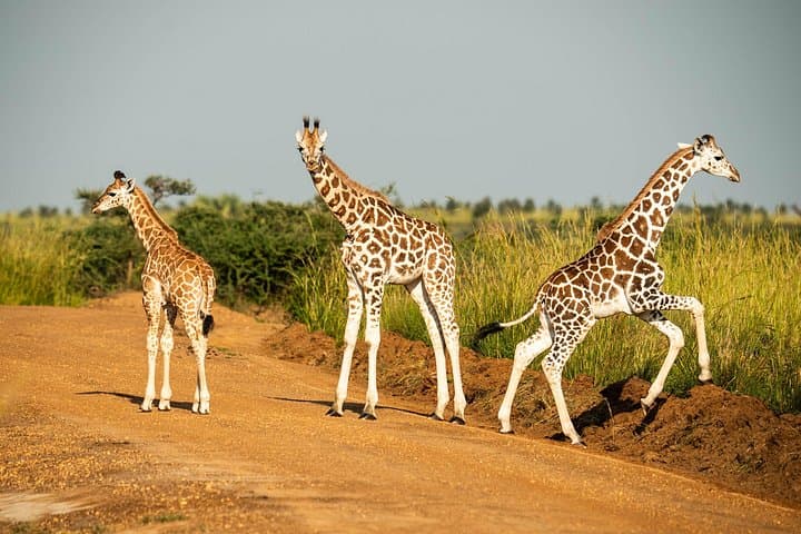 2-Day Budget Safari to Murchison Falls National Park: Wildlife, Boat Cruise & Top-of-Falls Views