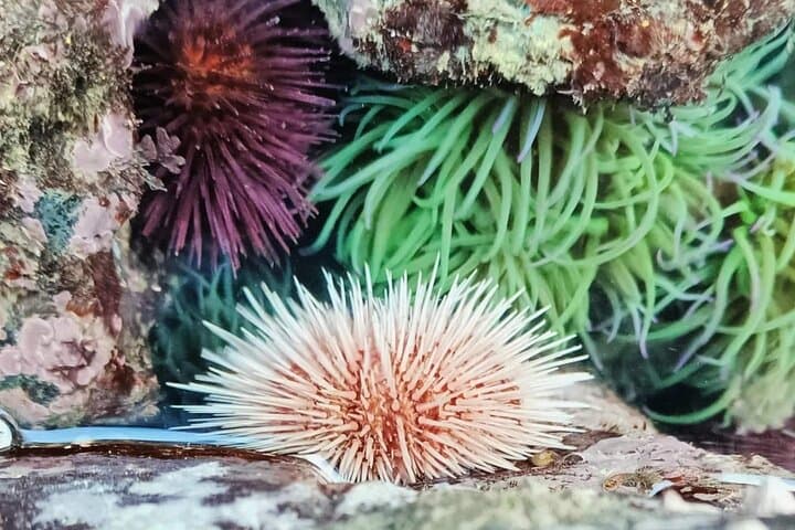 Monte Clérigo Tide Pool Safari: Guided Tidepool Walk in Costa Vicentina photo 5