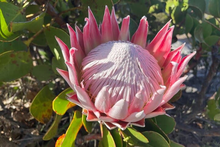 Conquer Table Mountain via India Venster: Guided Hike with Private Pickup photo 2