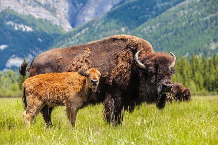 Yellowstone in a Day: Private Guided Tour from Jackson with Wildlife Viewing and Geothermal Highlights photo 5