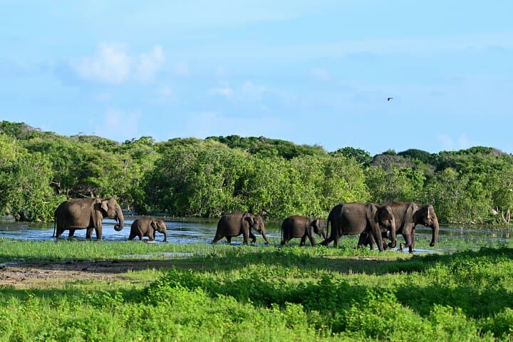 6-Day Highlights of Sri Lanka: Private Tour from Colombo to Yala & Mirissa photo 2