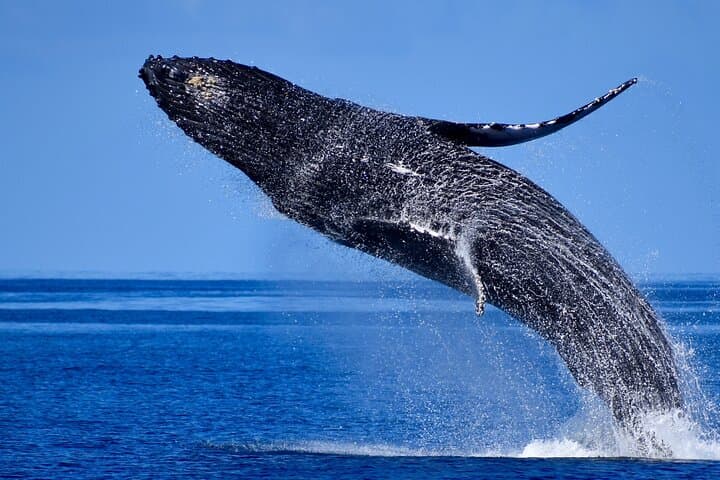 Wake Up with the Whales Cruise from Kawaihae Harbor photo 4