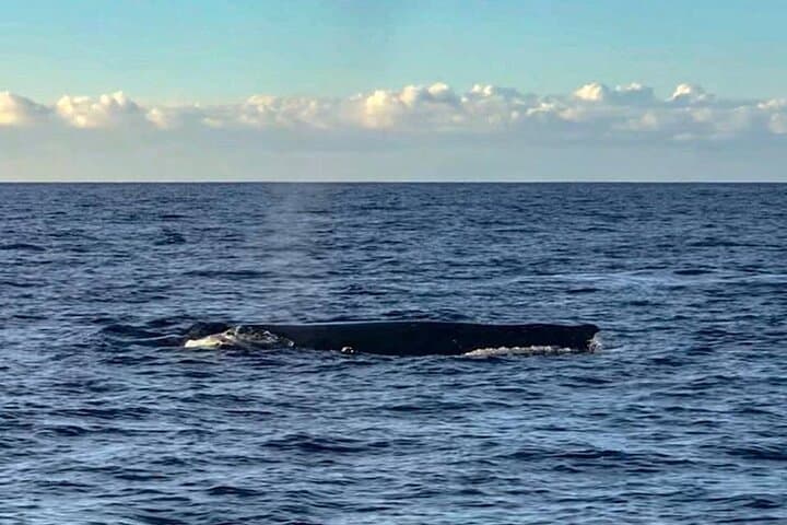 Wake Up with the Whales Cruise from Kawaihae Harbor photo 5