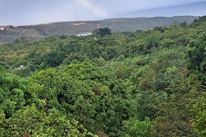 Jamrock Herbal Trek in Discovery Bay: Private 90-Min Herb Walk & Foraging