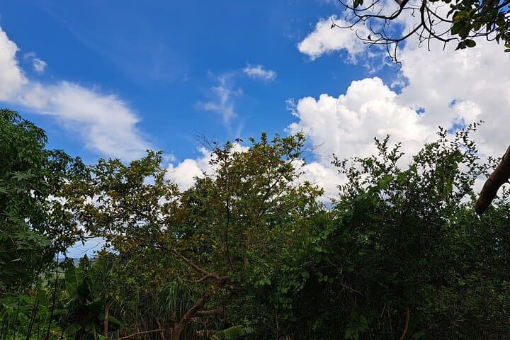 Jamrock Herbal Trek in Discovery Bay: Private 90-Min Herb Walk & Foraging photo 2