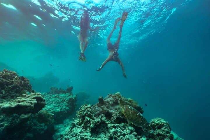 Turtle Tour Rarotonga — Snorkel the Passage with Green & Hawksbill Turtles photo 5