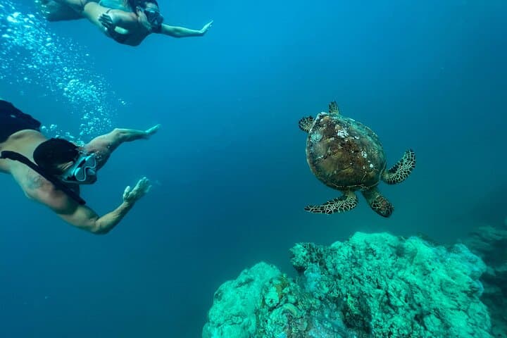 Turtle Tour Rarotonga — Snorkel the Passage with Green & Hawksbill Turtles