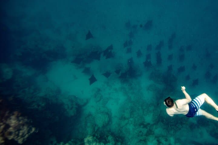 Snorkel with Eagle Rays and Turtles in Rarotonga — Guided Photo Tour