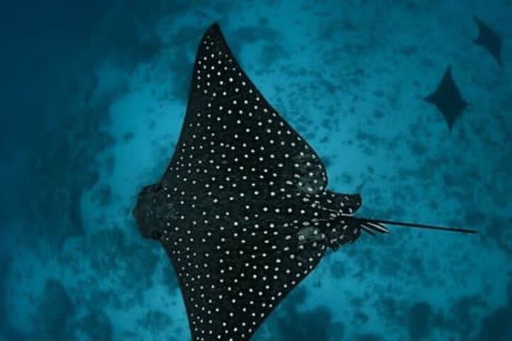 Snorkel with Eagle Rays and Turtles in Rarotonga — Guided Photo Tour photo 5