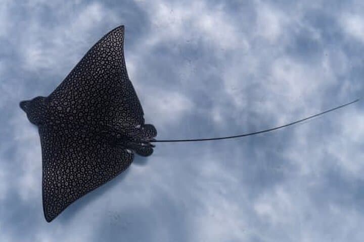 Snorkel with Eagle Rays and Turtles in Rarotonga — Guided Photo Tour photo 4