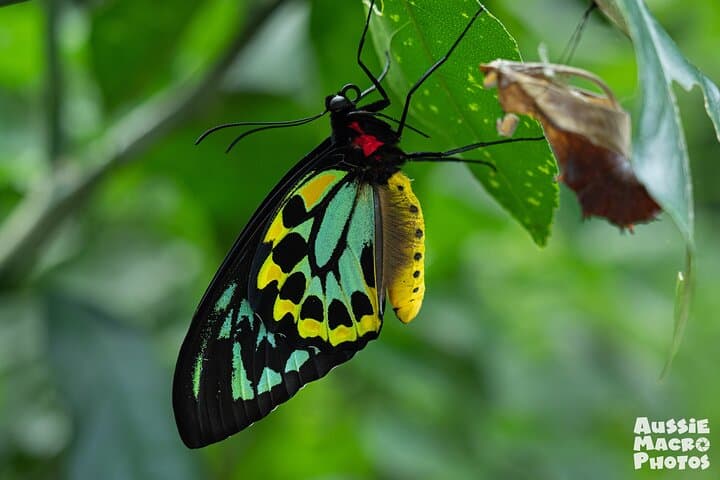 Macro Photography Tour in Cairns Botanic Gardens — Let's Go Buggin