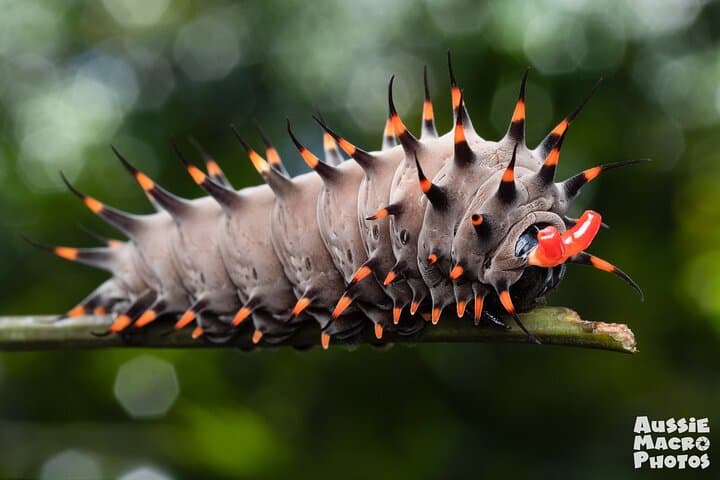 Macro Photography Tour in Cairns Botanic Gardens — Let's Go Buggin photo 3