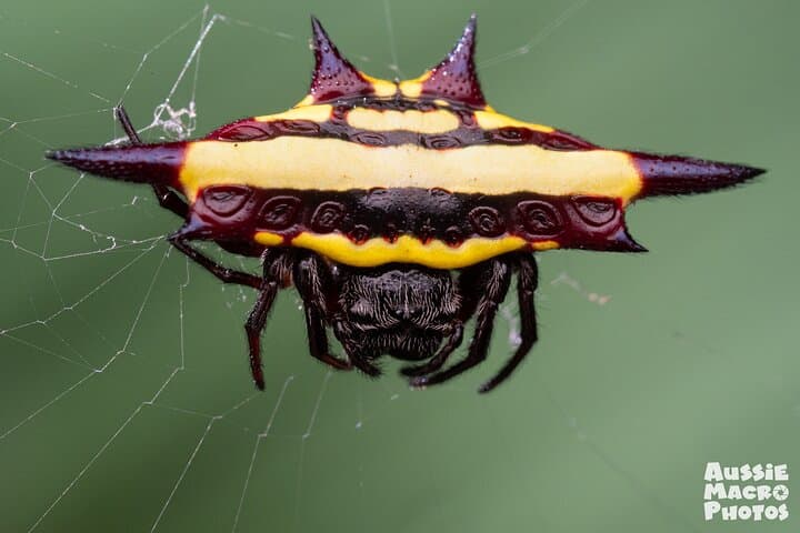 Macro Photography Tour in Cairns Botanic Gardens — Let's Go Buggin photo 5