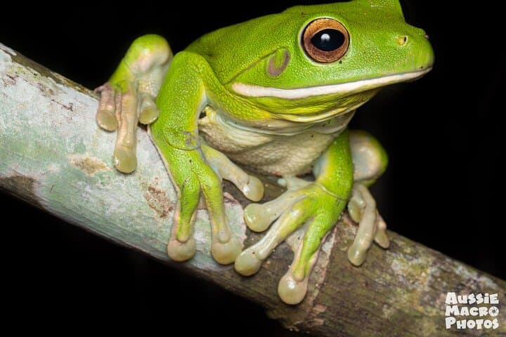Night Macro Photography Walk — Cairns Botanic Gardens After Dark photo 2