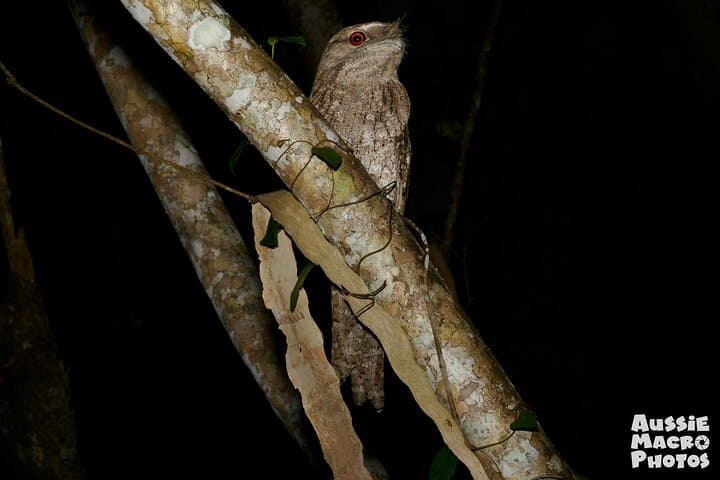 Night Macro Photography Walk — Cairns Botanic Gardens After Dark photo 5
