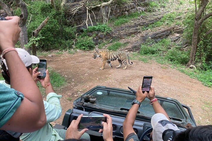 Private Gypsy Safari in Ranthambore Tiger Reserve — Half‑Day Wildlife Drive from Sawai Madhopur photo 5