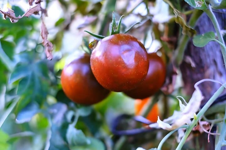 Gastronomical Amalfi Coast Hike & Farmhouse Cooking Class in Agerola photo 6