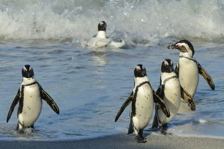 Table Mountain, Cape Point & Boulders Beach: Full-Day Cape Peninsula Tour with Cable Car & Penguin Colony