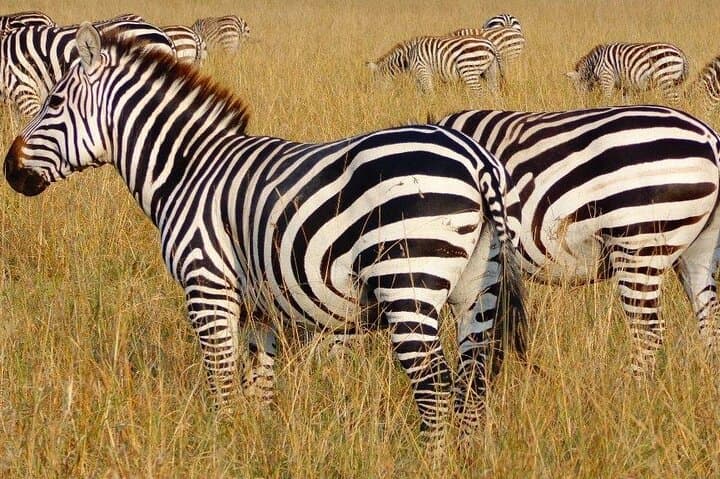 Day Trip to Lake Naivasha and Hell's Gate National Park — Crescent Island Boat & Biking Adventure photo 3