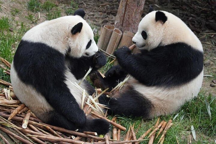 Panda Keeper Experience at Dujiangyan & Wolong: Behind-the-Scenes Day Tour from Chengdu photo 3