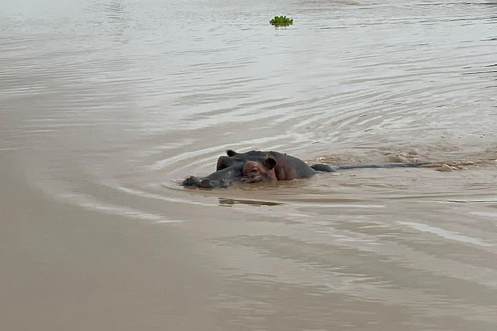 2-Day Mikumi National Park Safari: 1-Night Game Drives from Dar es Salaam
