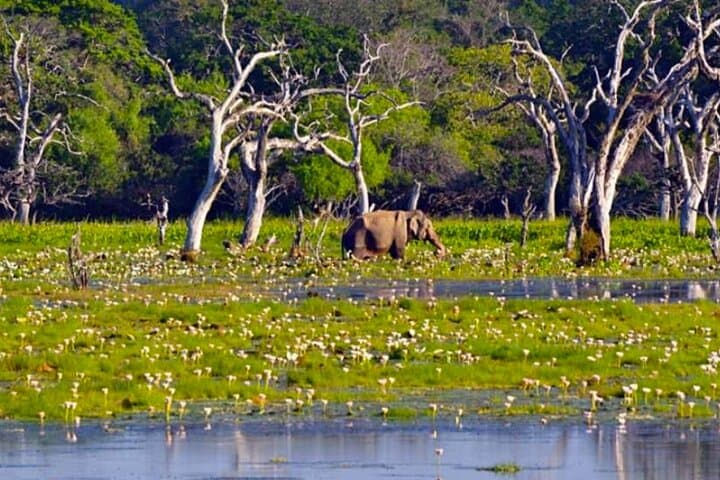 Budget Day Tour to Sigiriya, Dambulla and Habarana Safari from Colombo photo 2