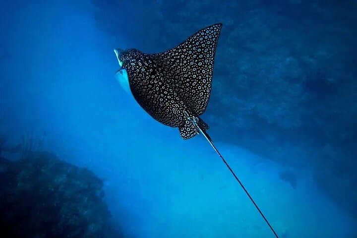 Snorkel with Eagle Rays and Turtles in Rarotonga — Guided Photo Tour photo 2